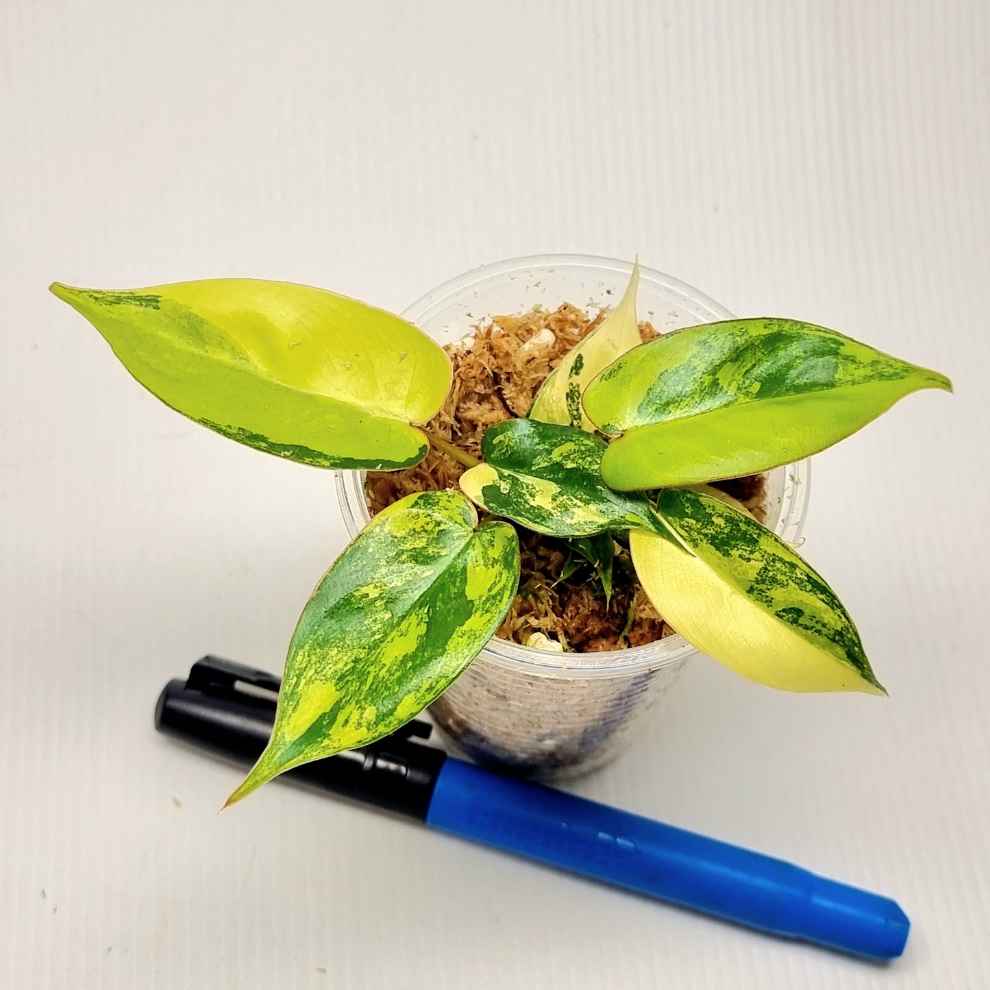 Philodendron Jennifer Variegated