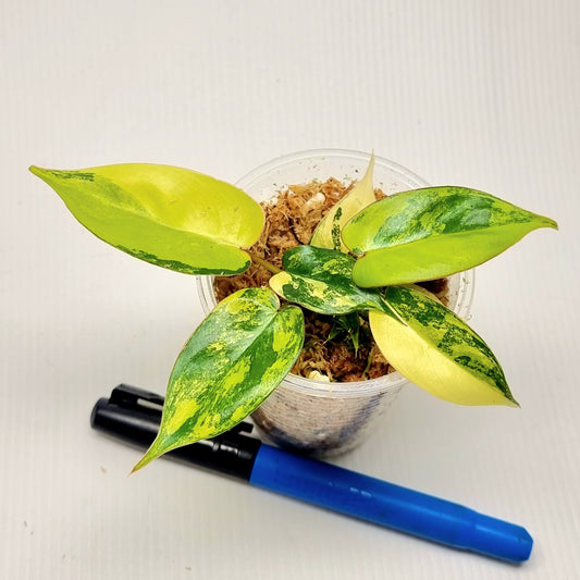 Philodendron Jennifer Variegated