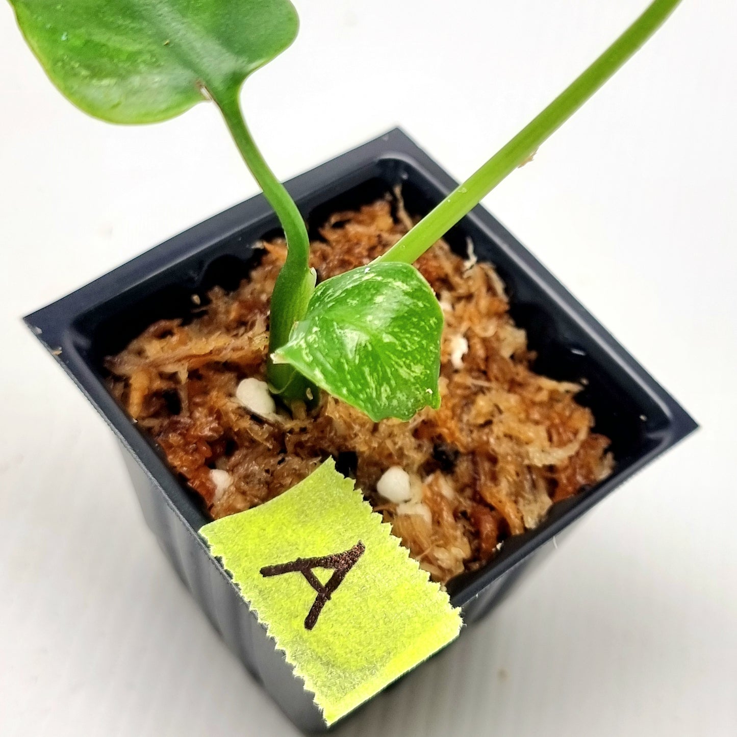 Pre Order for Monstera Devils Monster