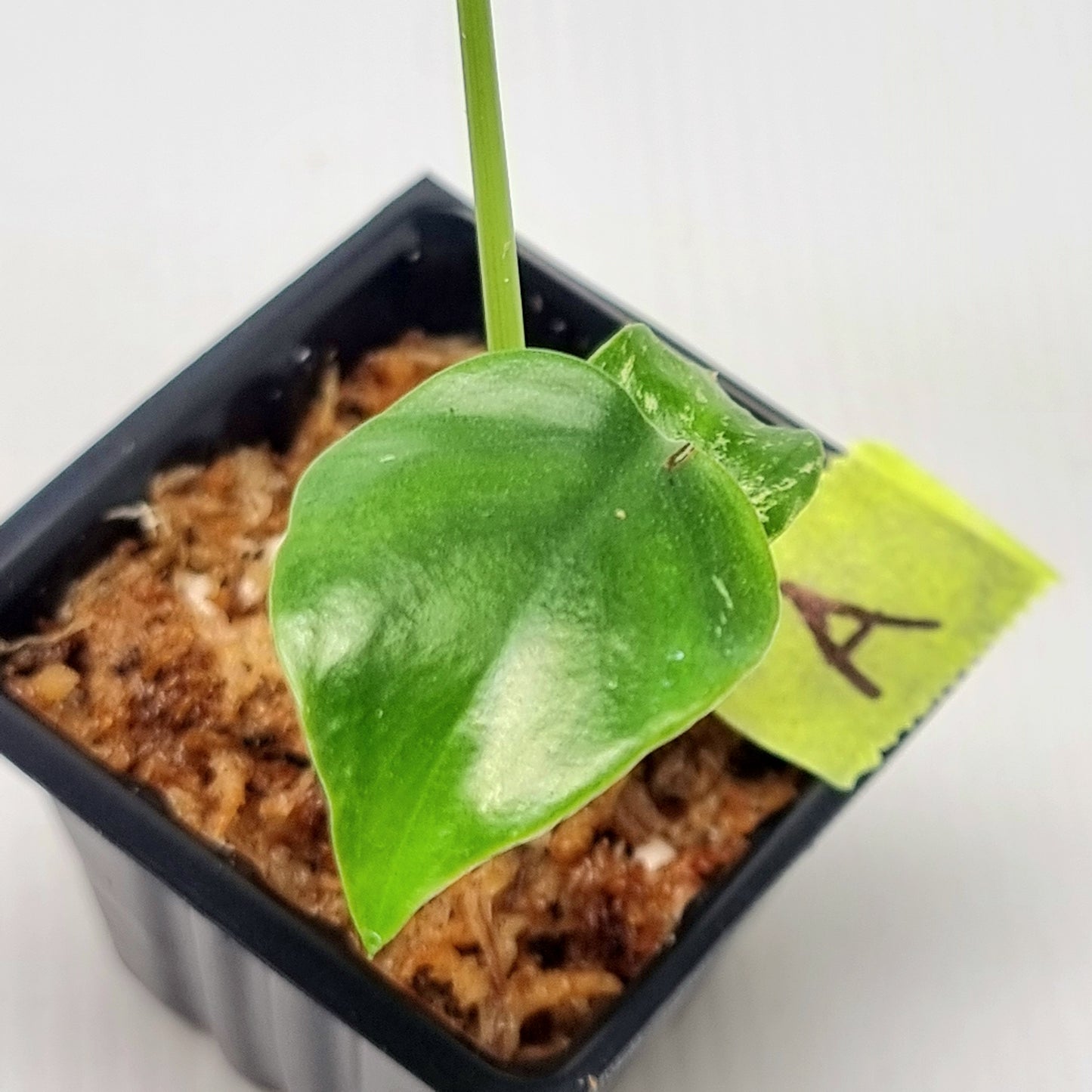 Pre Order for Monstera Devils Monster