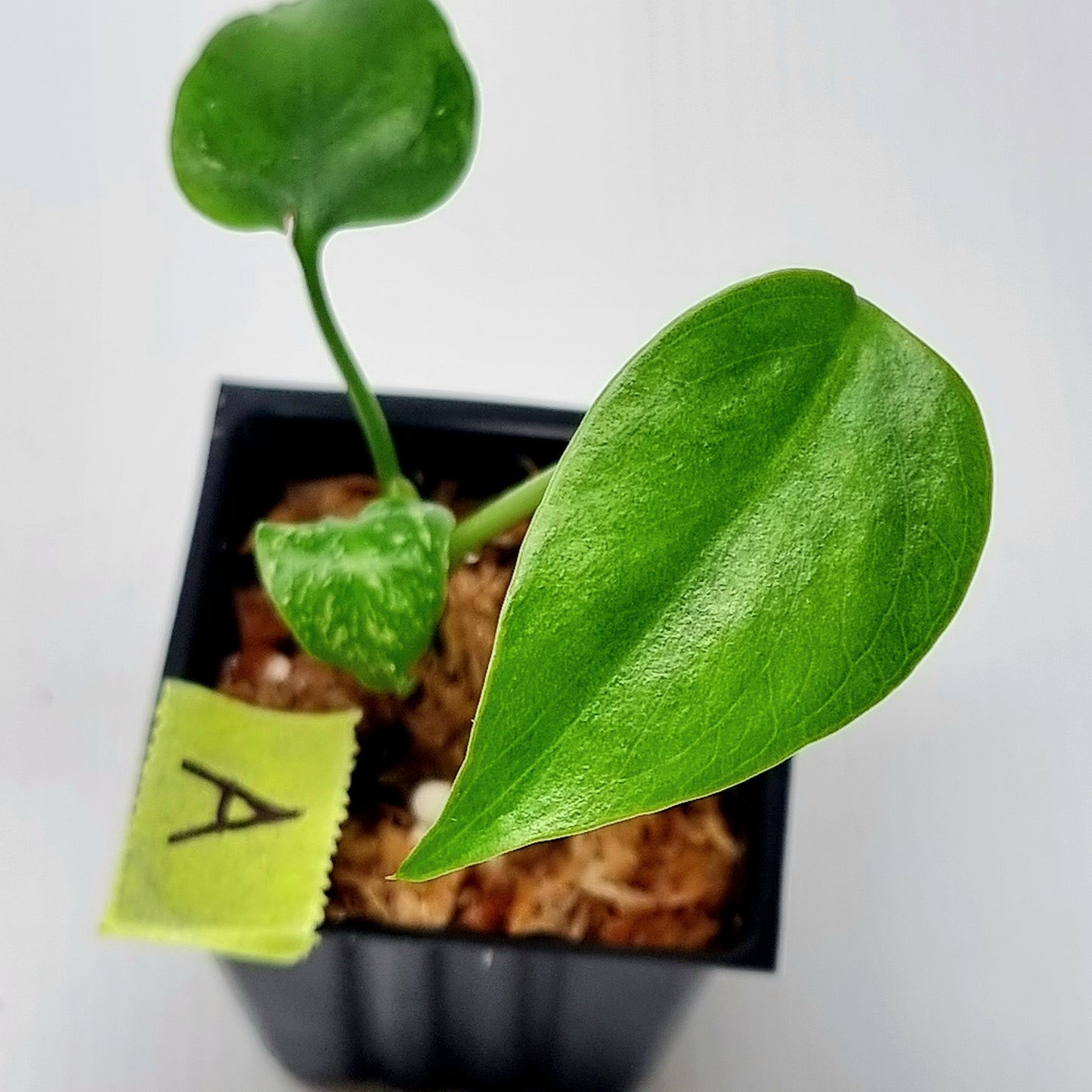 Pre Order for Monstera Devils Monster