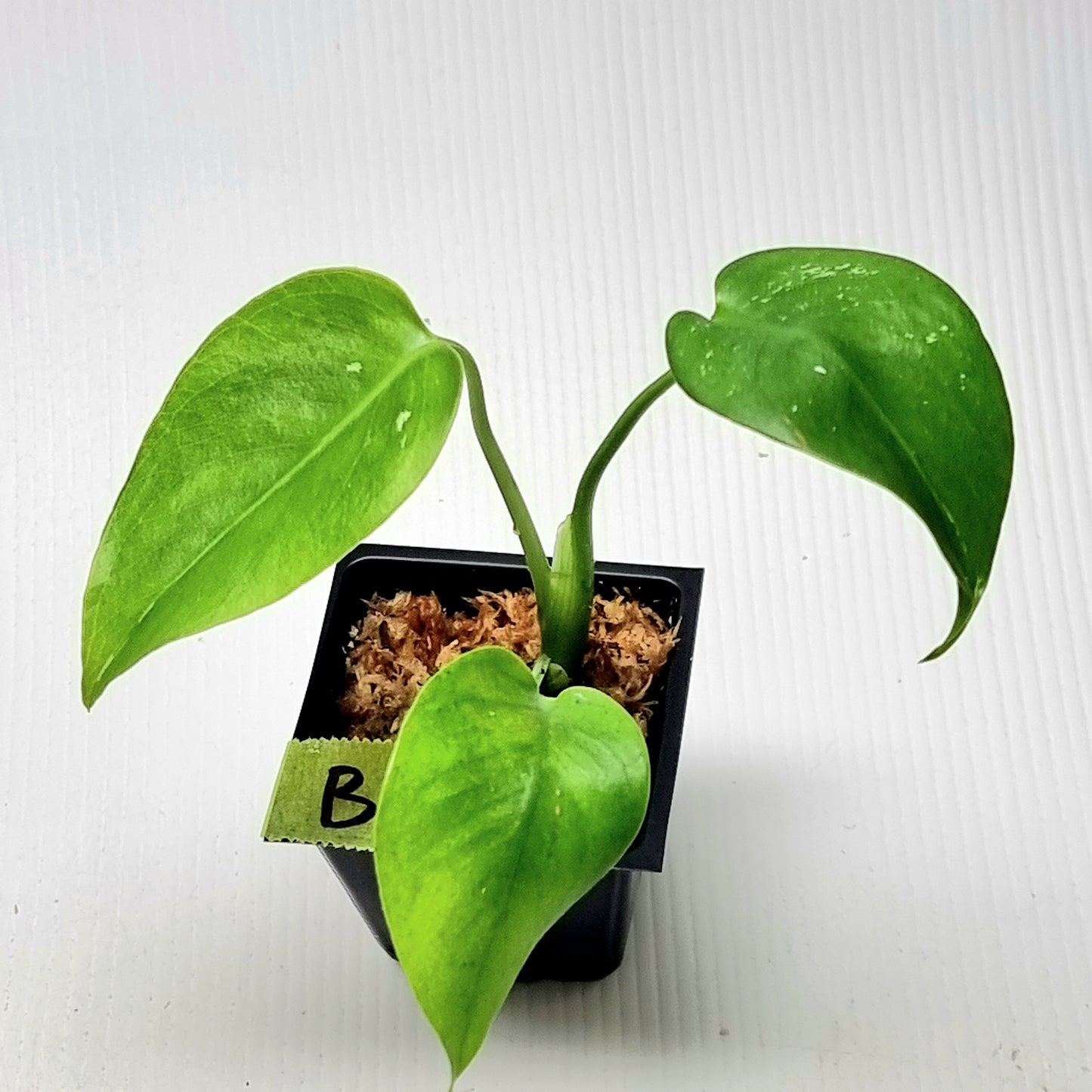 Pre Order for Monstera Devils Monster