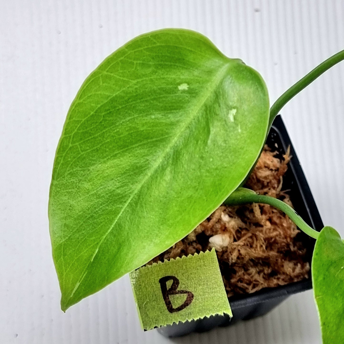 Pre Order for Monstera Devils Monster