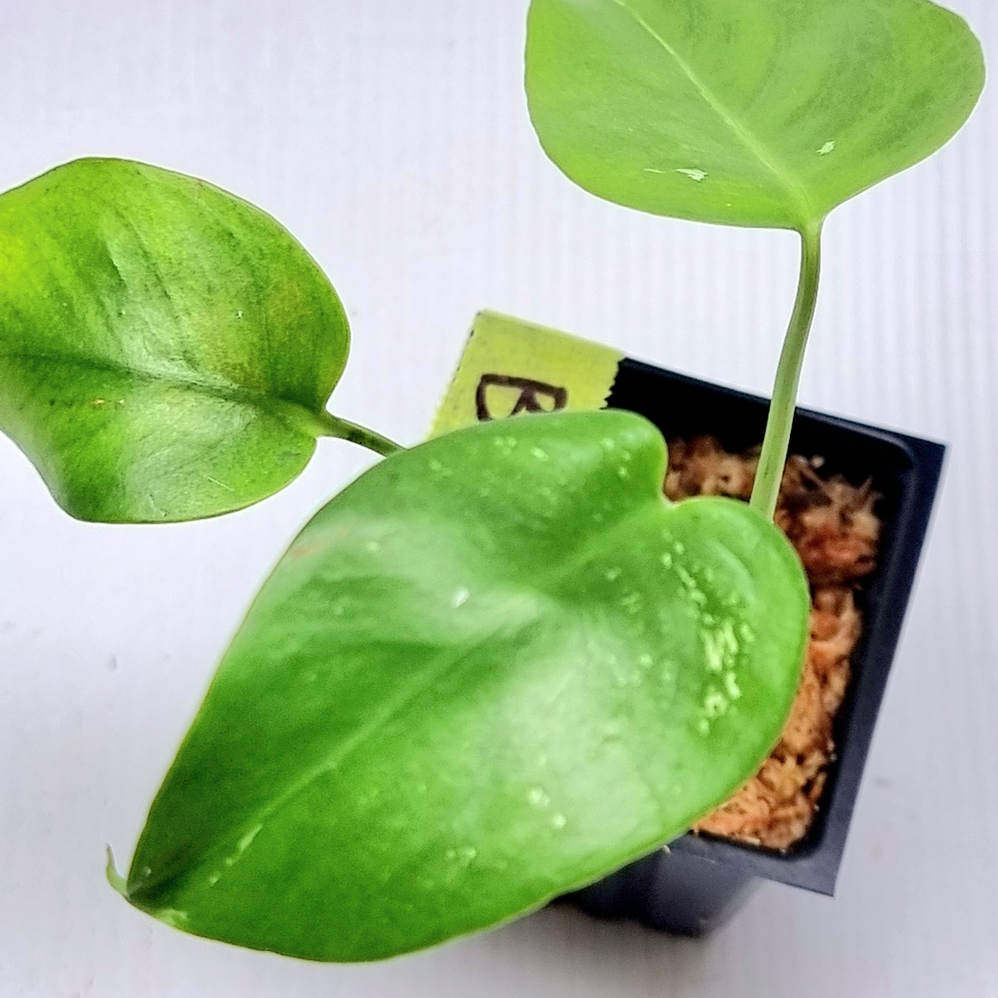 Pre Order for Monstera Devils Monster
