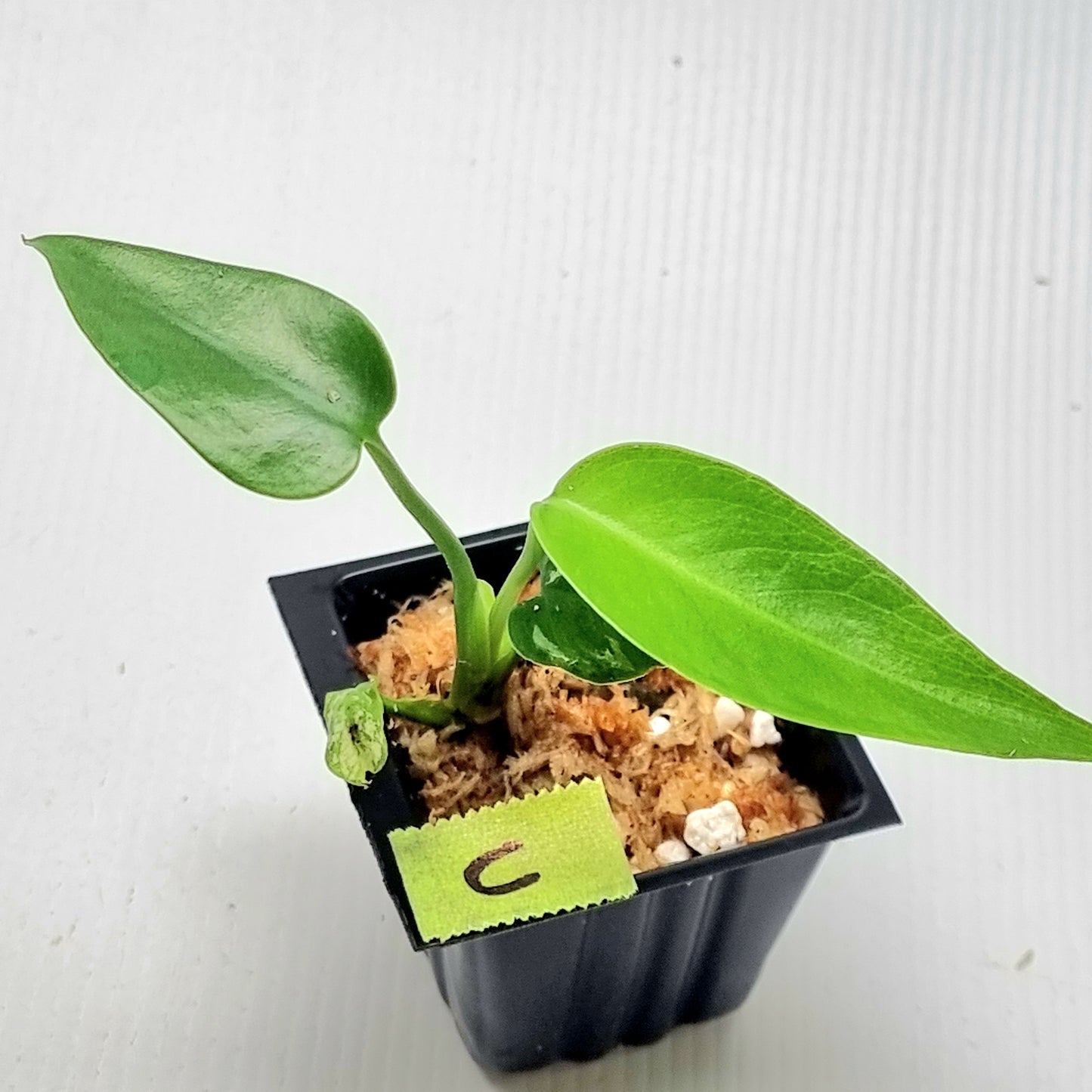 Pre Order for Monstera Devils Monster