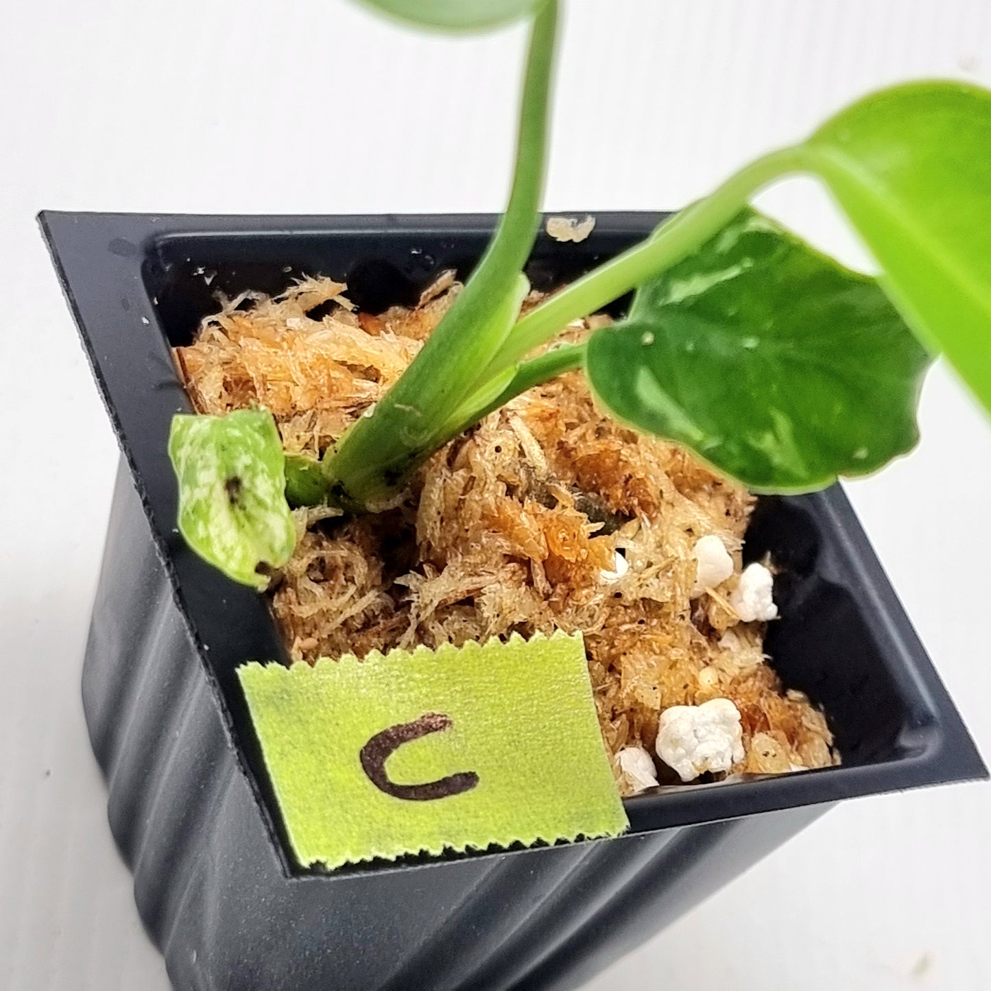 Pre Order for Monstera Devils Monster