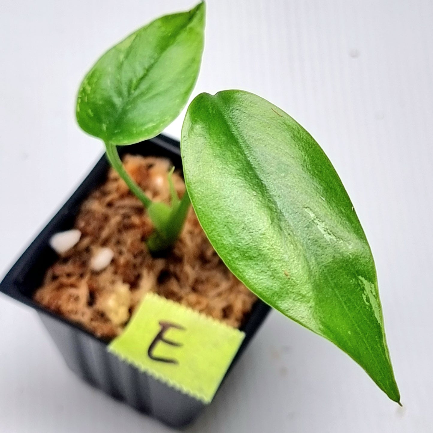 Pre Order for Monstera Devils Monster