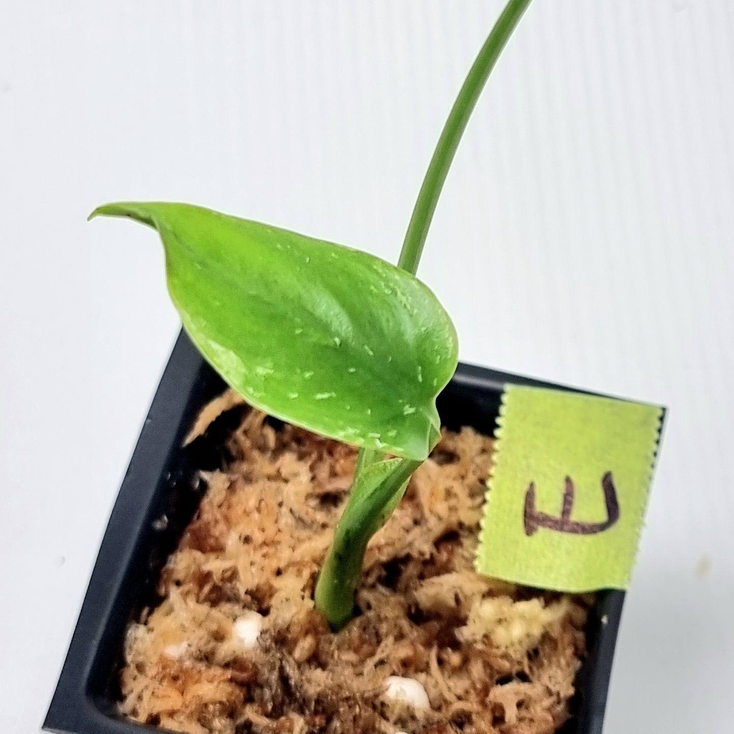 Pre Order for Monstera Devils Monster