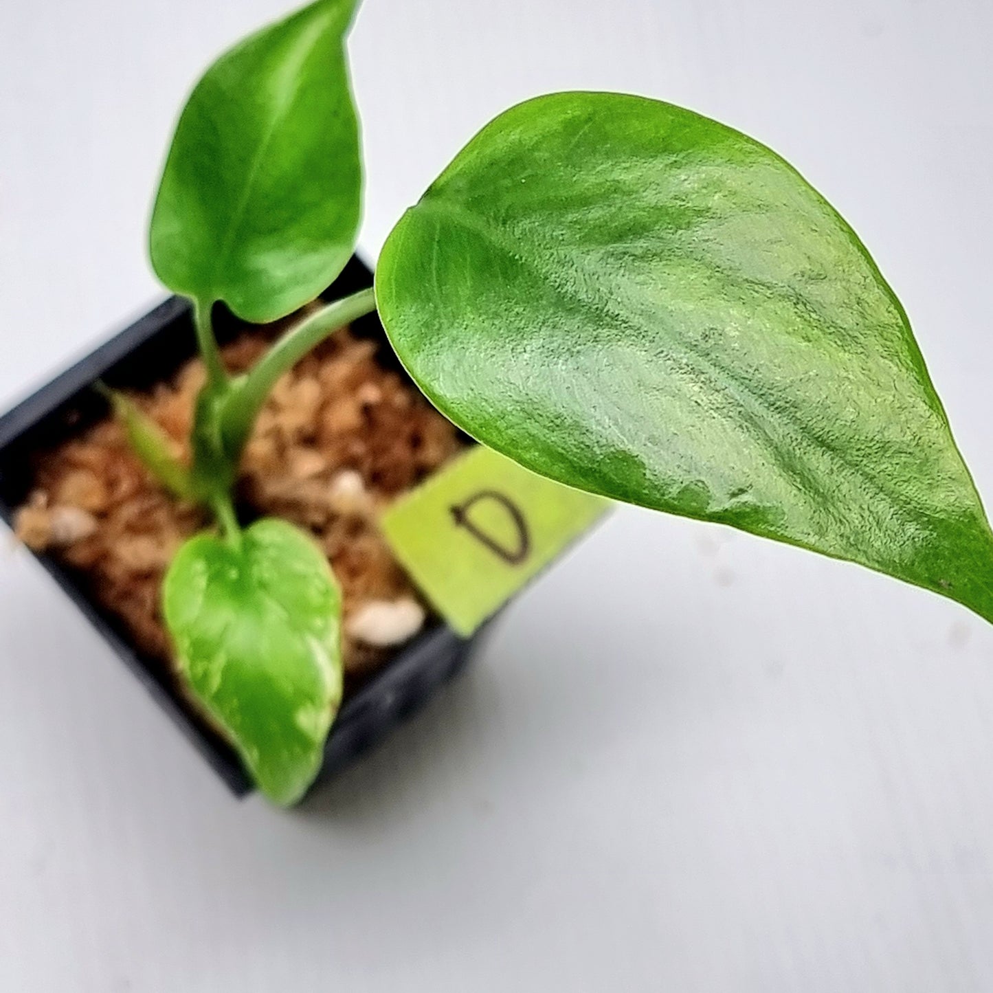 Pre Order for Monstera Devils Monster