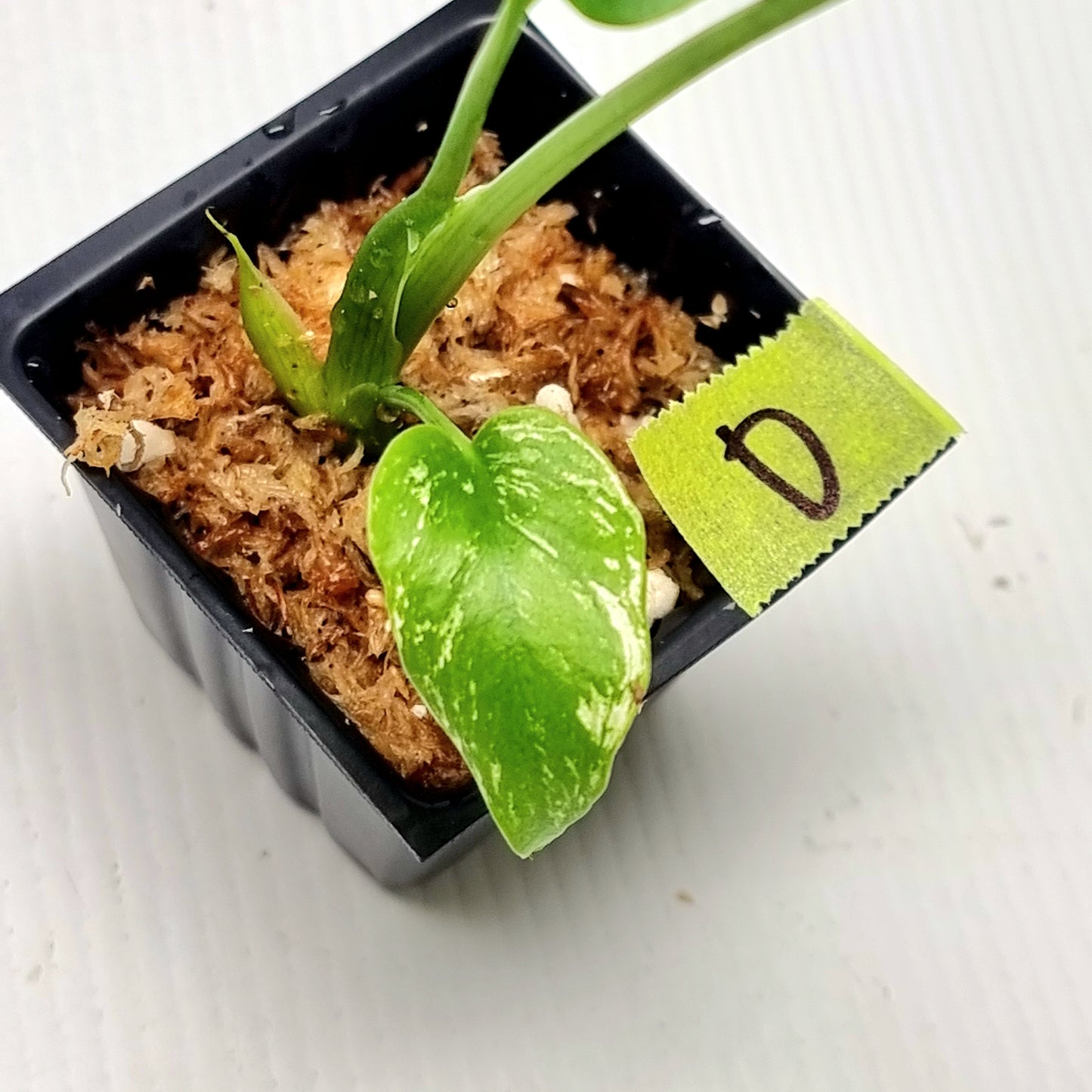Pre Order for Monstera Devils Monster
