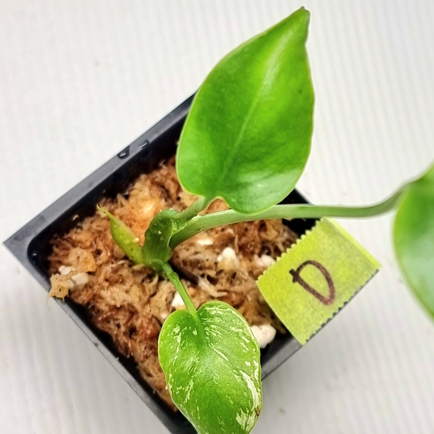 Pre Order for Monstera Devils Monster