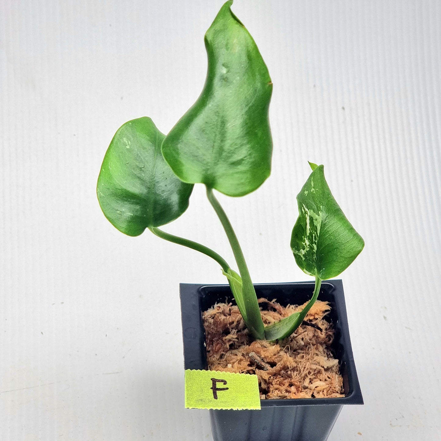 Pre Order for Monstera Devils Monster