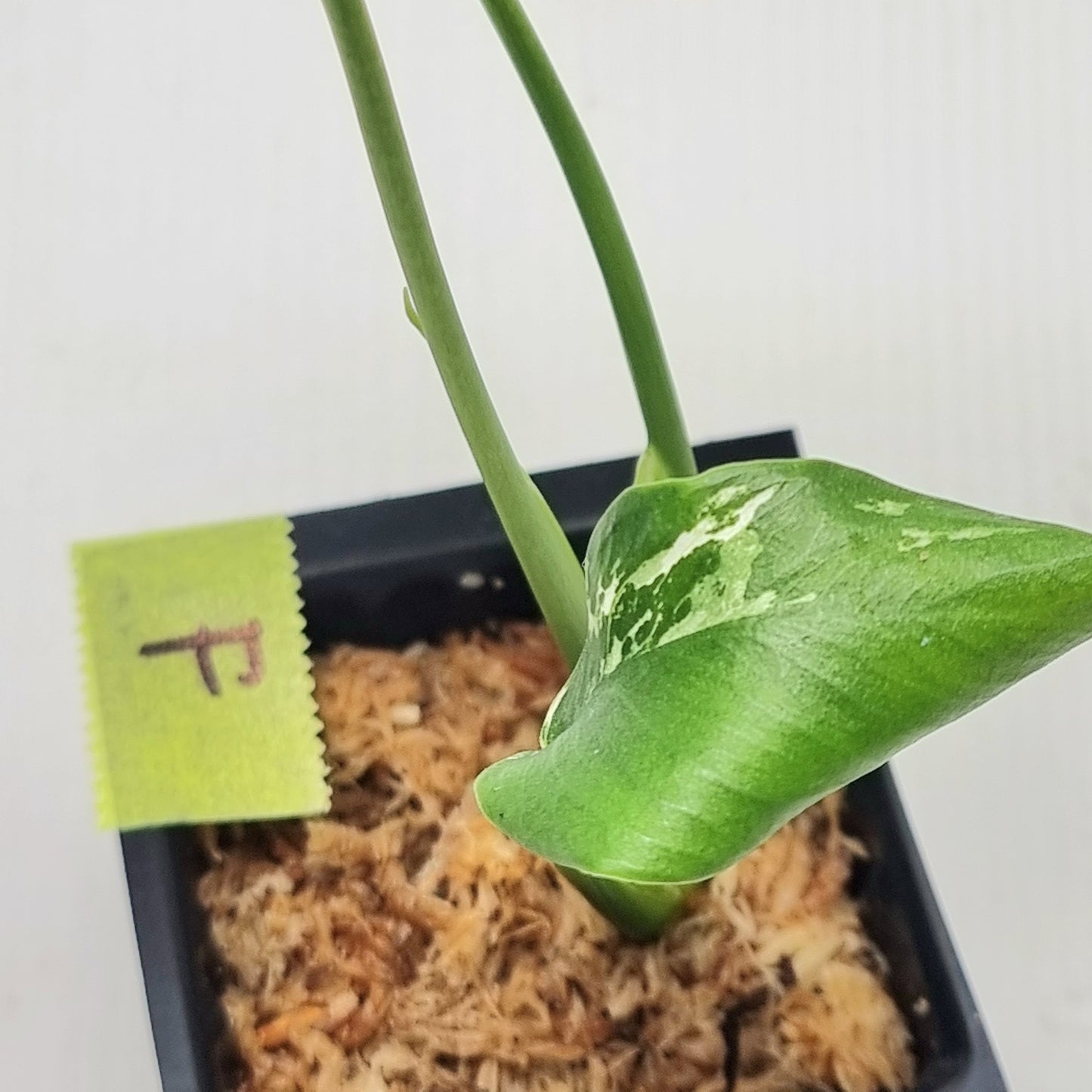 Pre Order for Monstera Devils Monster