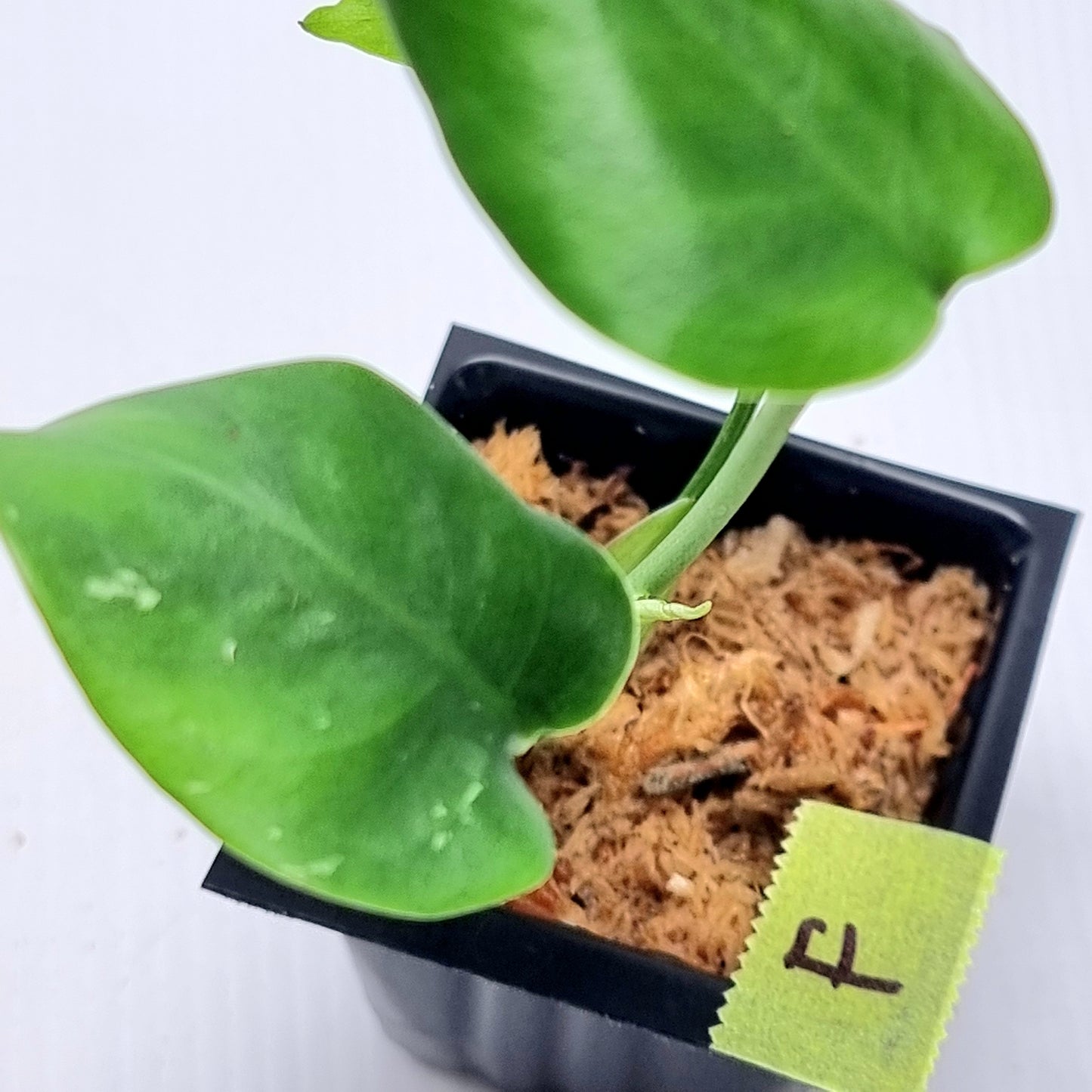 Pre Order for Monstera Devils Monster