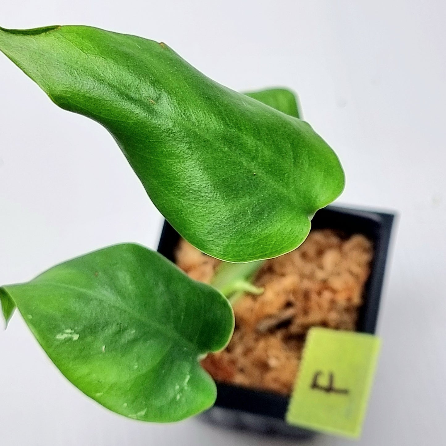 Pre Order for Monstera Devils Monster