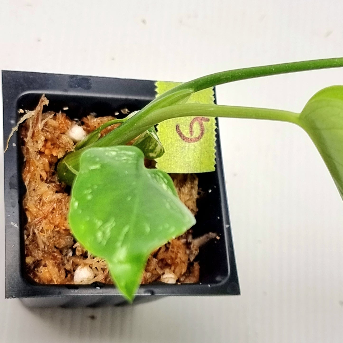 Pre Order for Monstera Devils Monster