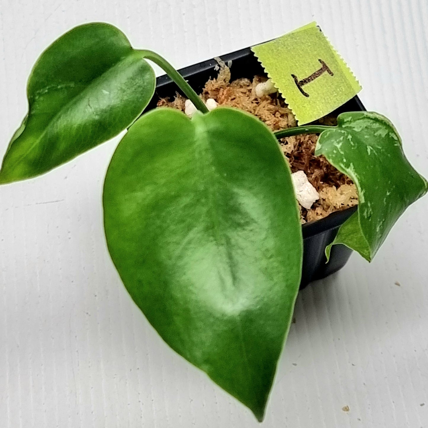 Pre Order for Monstera Devils Monster