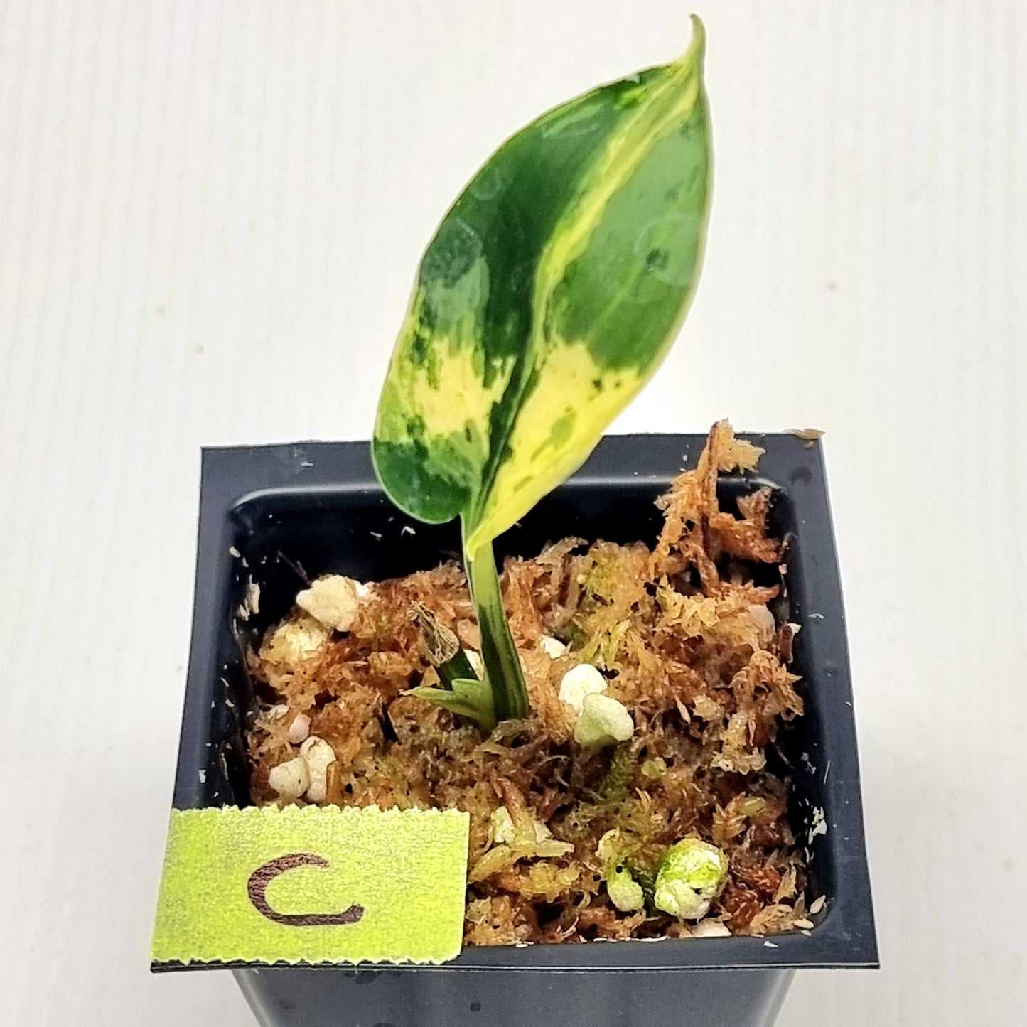 Scindapsus Jade Satin Silver White