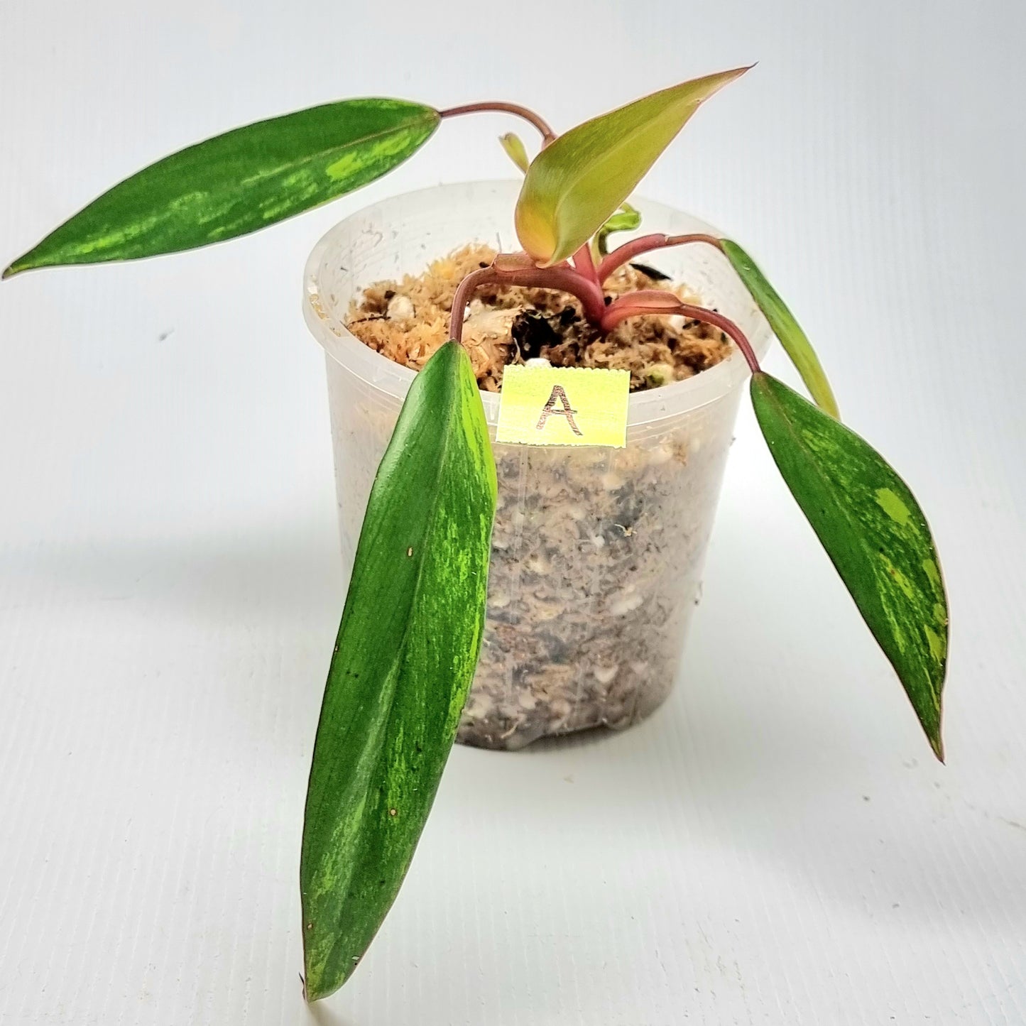 Philodendron strawberry shake