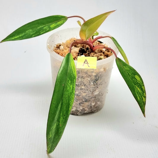 Philodendron strawberry shake