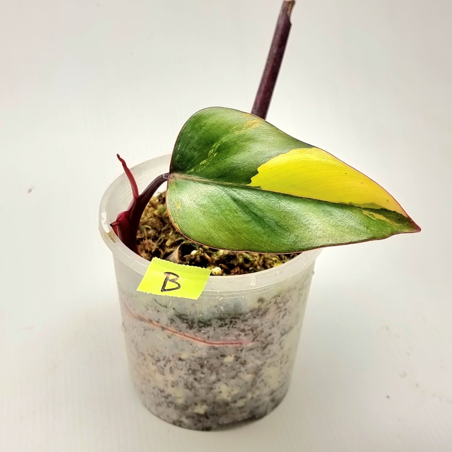 Philodendron strawberry shake