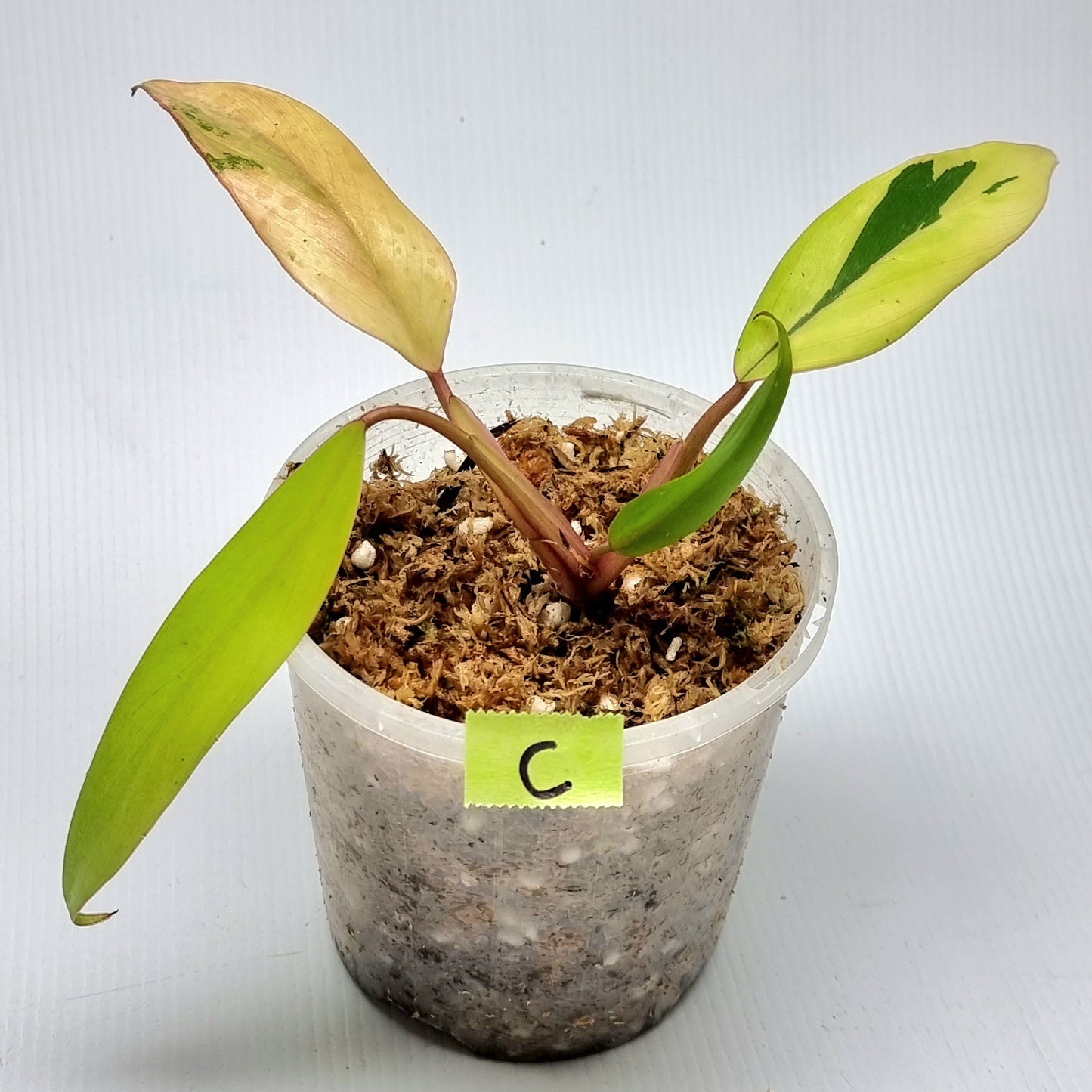 Philodendron strawberry shake
