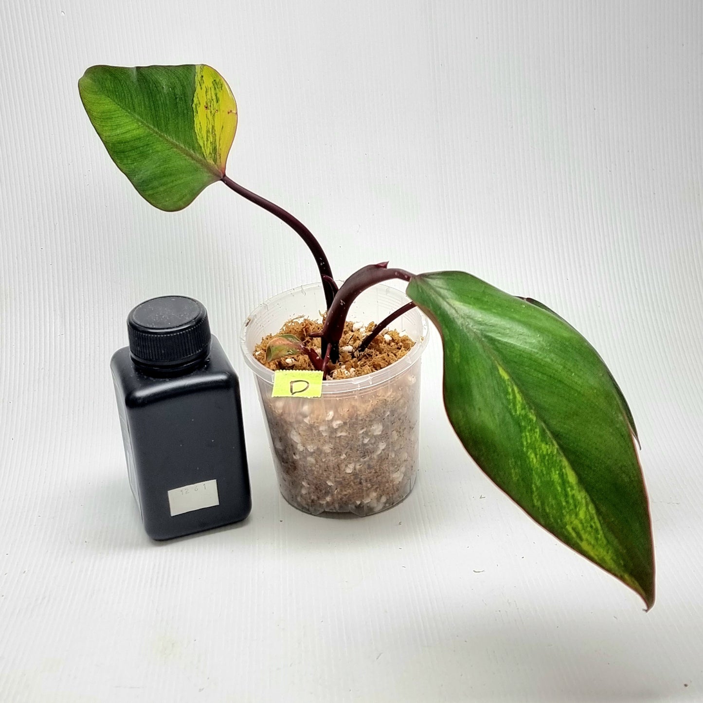 Philodendron strawberry shake