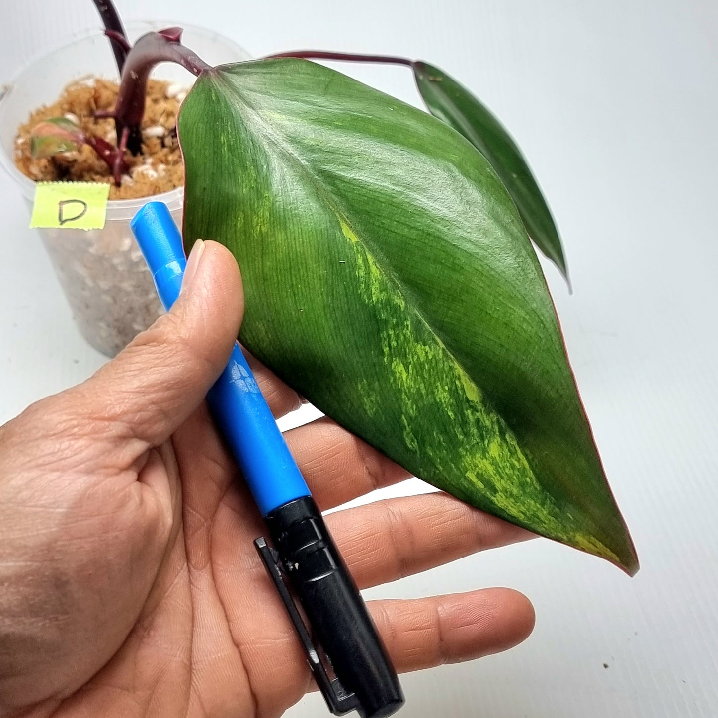 Philodendron strawberry shake
