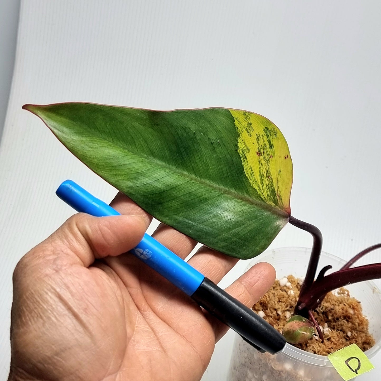 Philodendron strawberry shake
