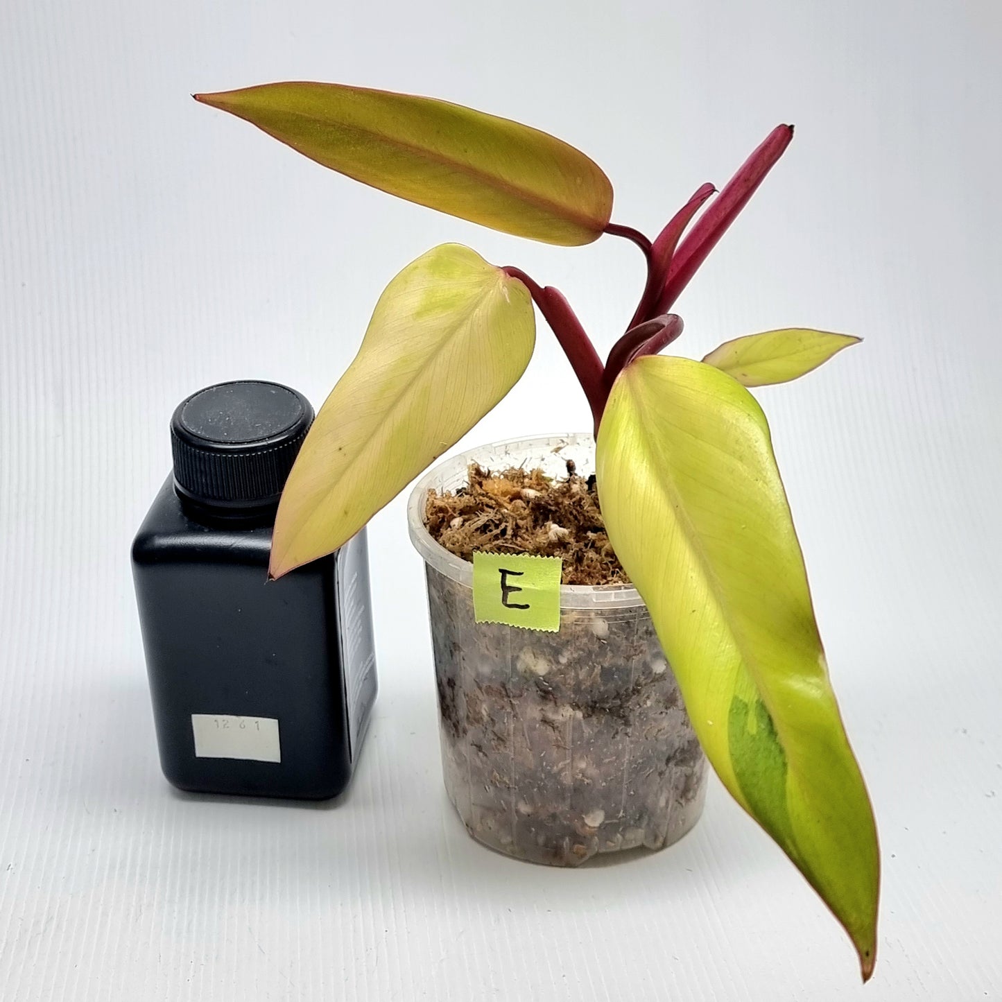 Philodendron strawberry shake
