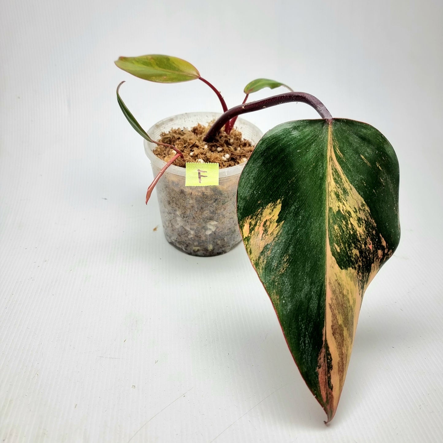 Philodendron strawberry shake