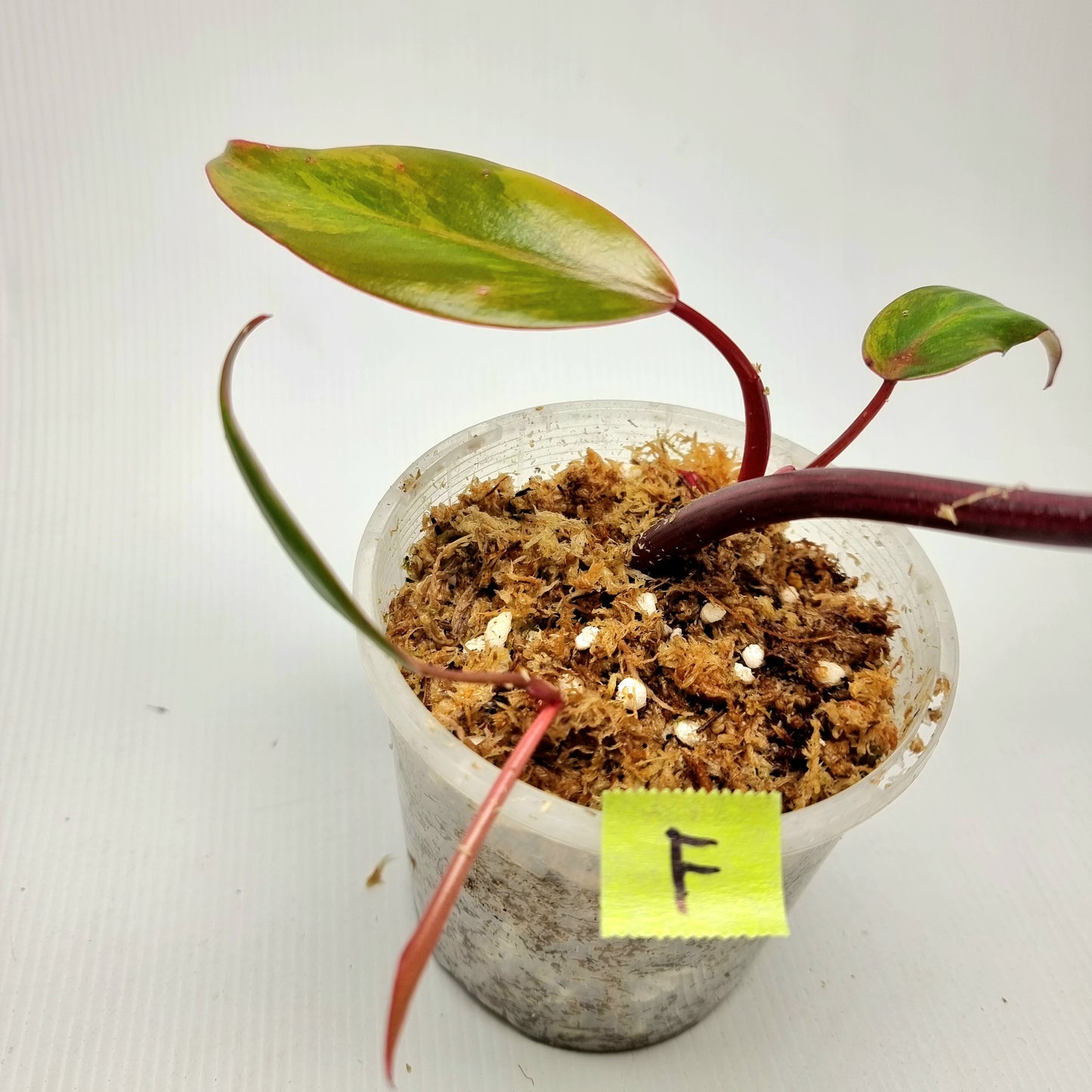 Philodendron strawberry shake