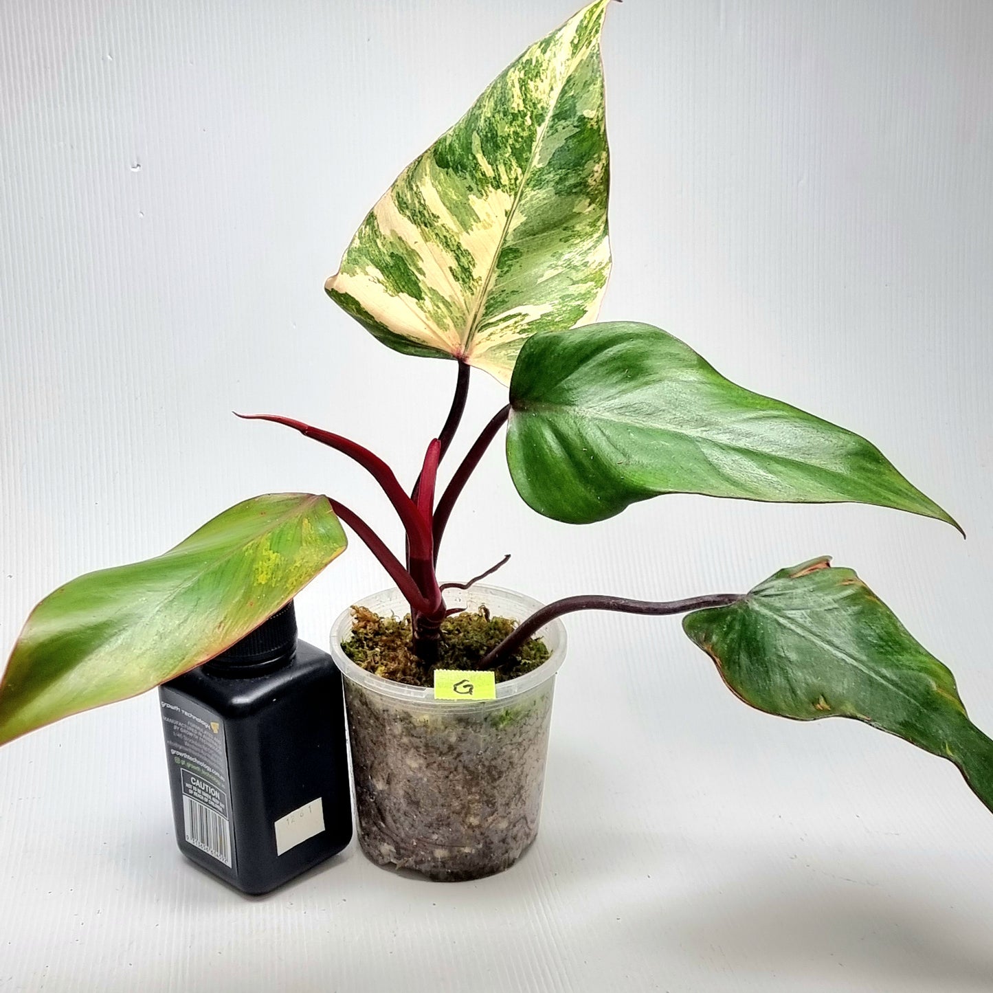 Philodendron strawberry shake