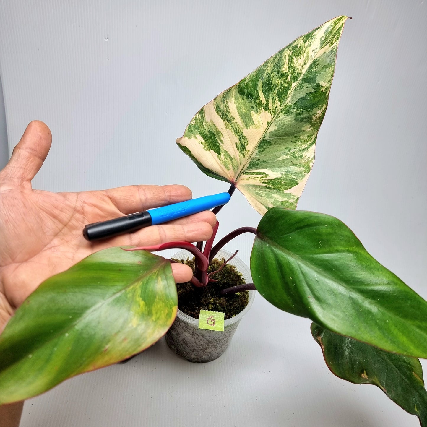 Philodendron strawberry shake