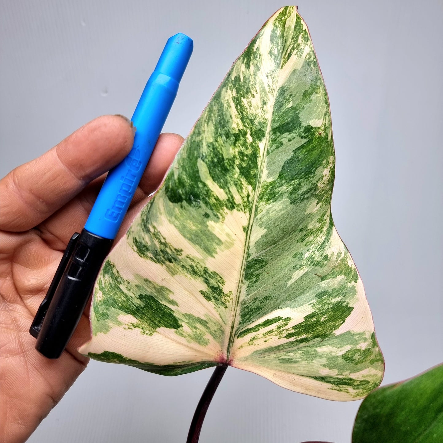 Philodendron strawberry shake