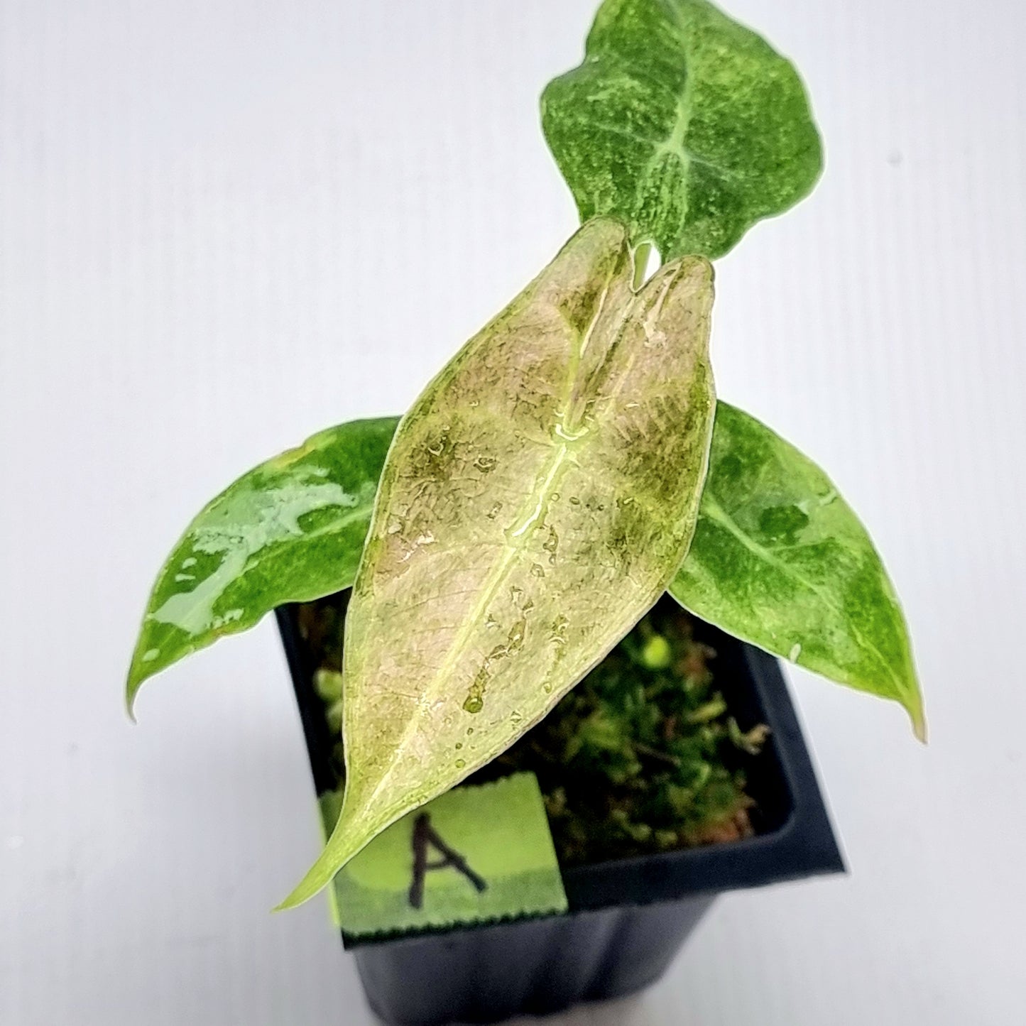 Alocasia Black Satun Stardust