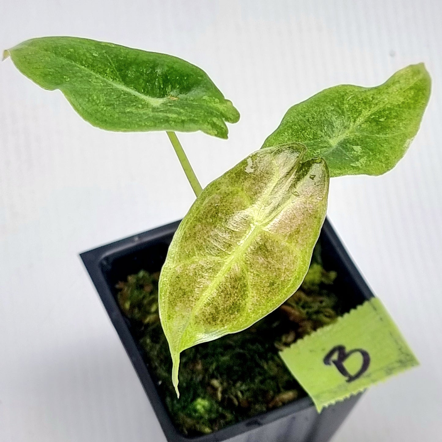 Alocasia Black Satun Stardust
