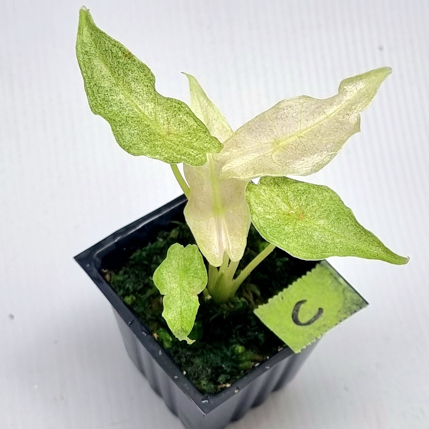 Alocasia Black Satun Stardust