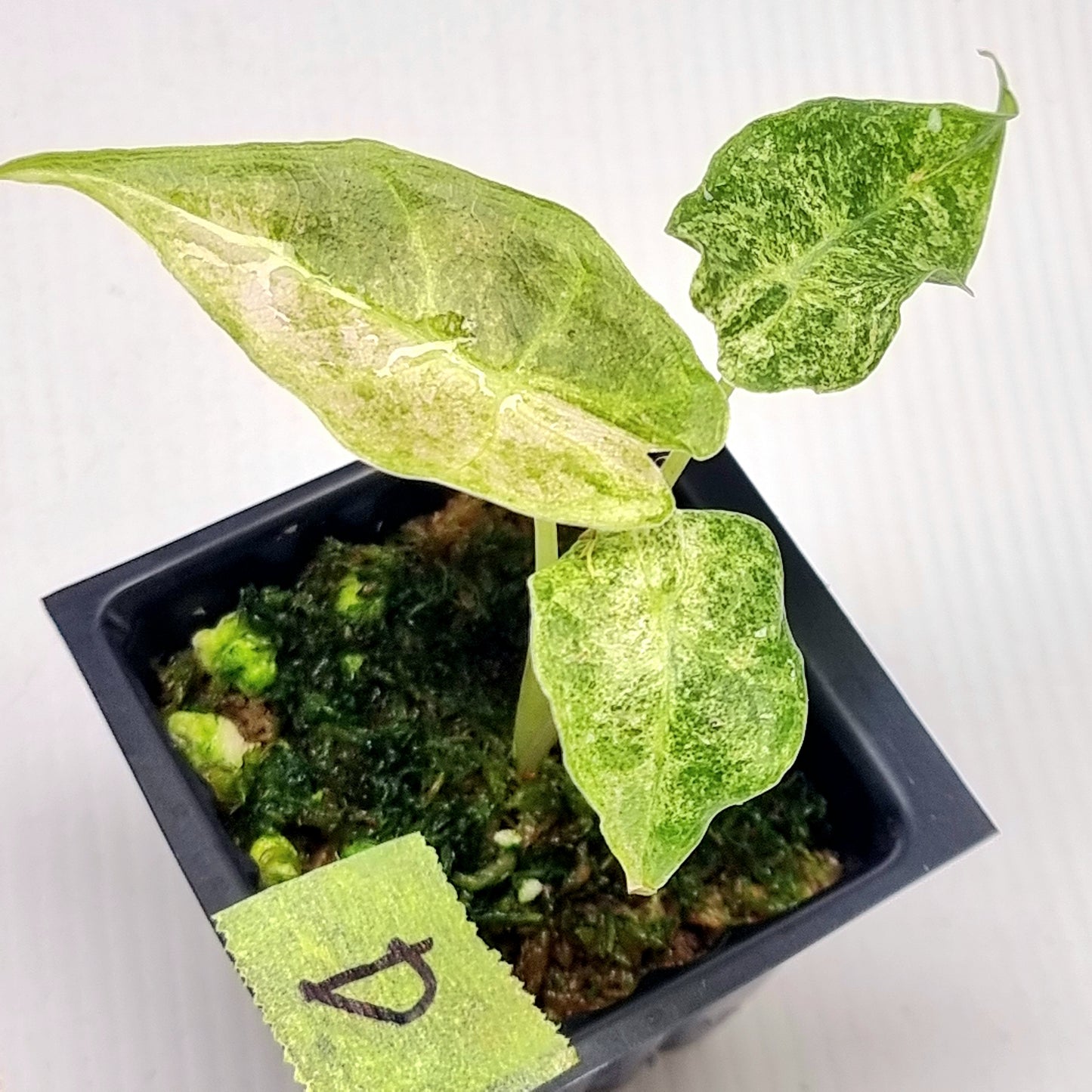 Alocasia Black Satun Stardust