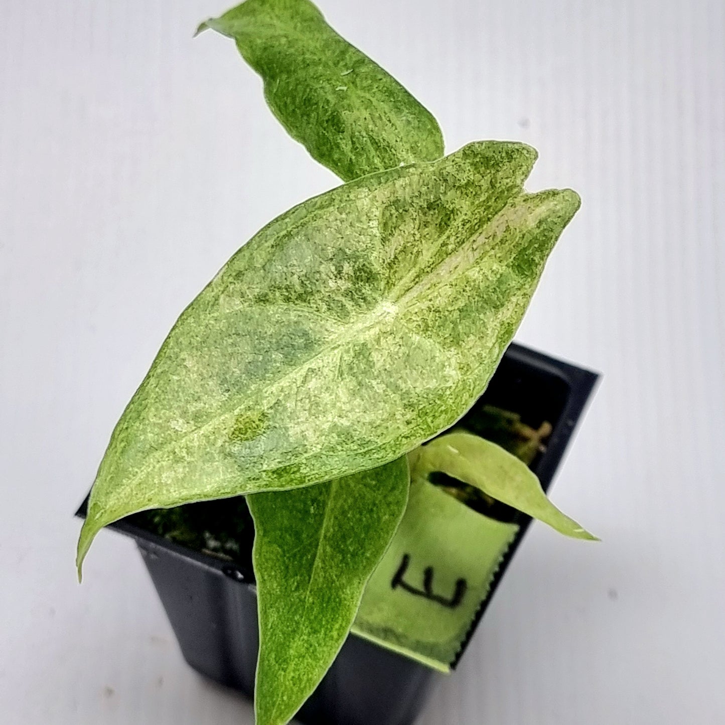 Alocasia Black Satun Stardust