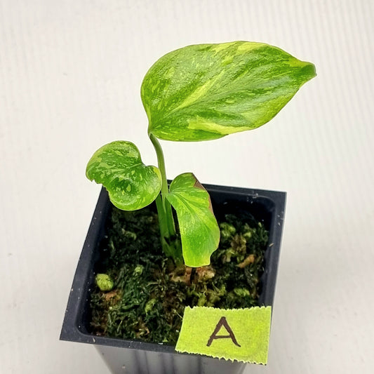 Monstera Electrolyte