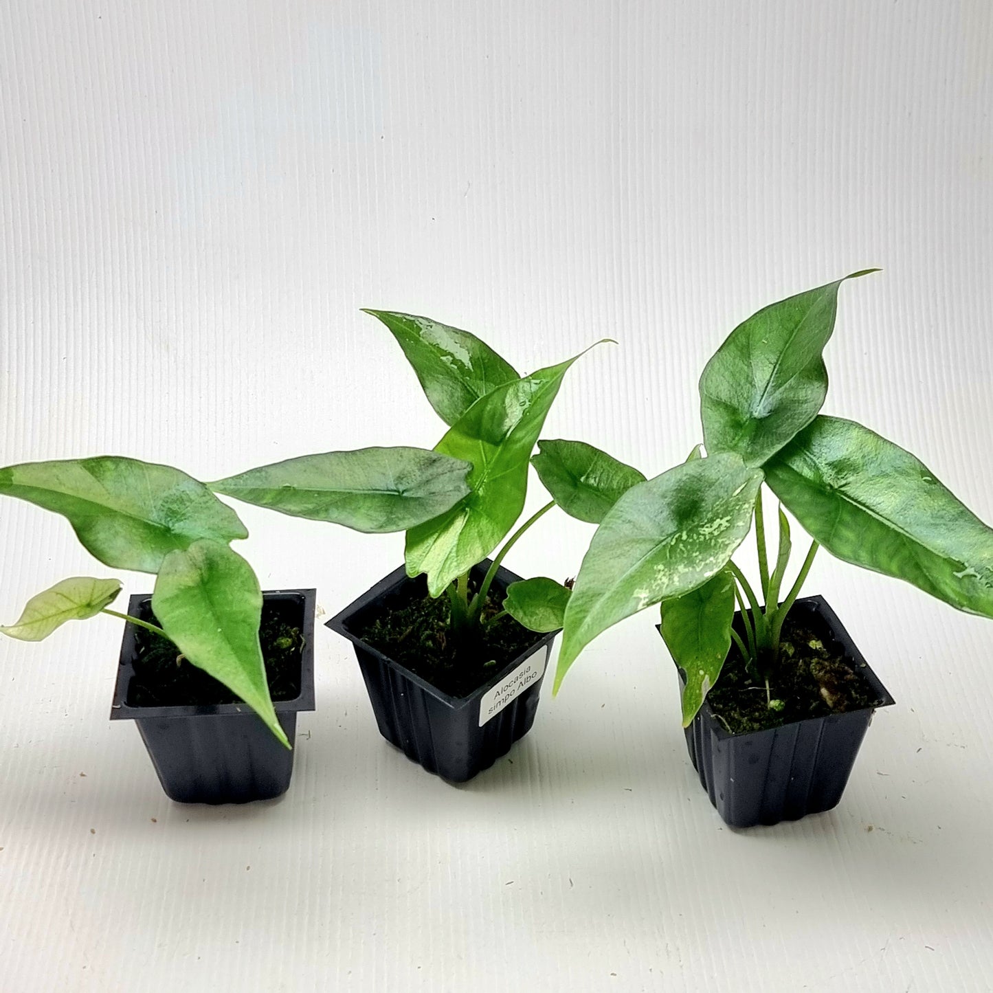 Alocasia Simpo Albo LOW Variegated/Reverted