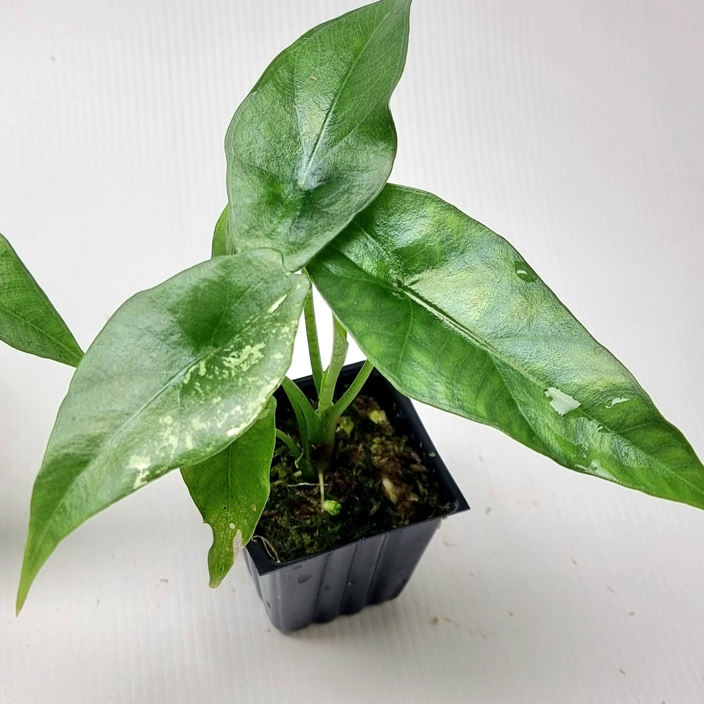 Alocasia Simpo Albo LOW Variegated/Reverted
