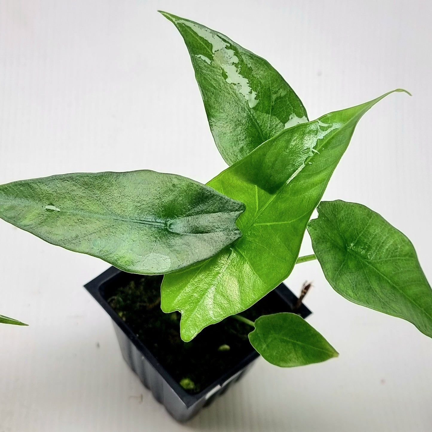 Alocasia Simpo Albo LOW Variegated/Reverted