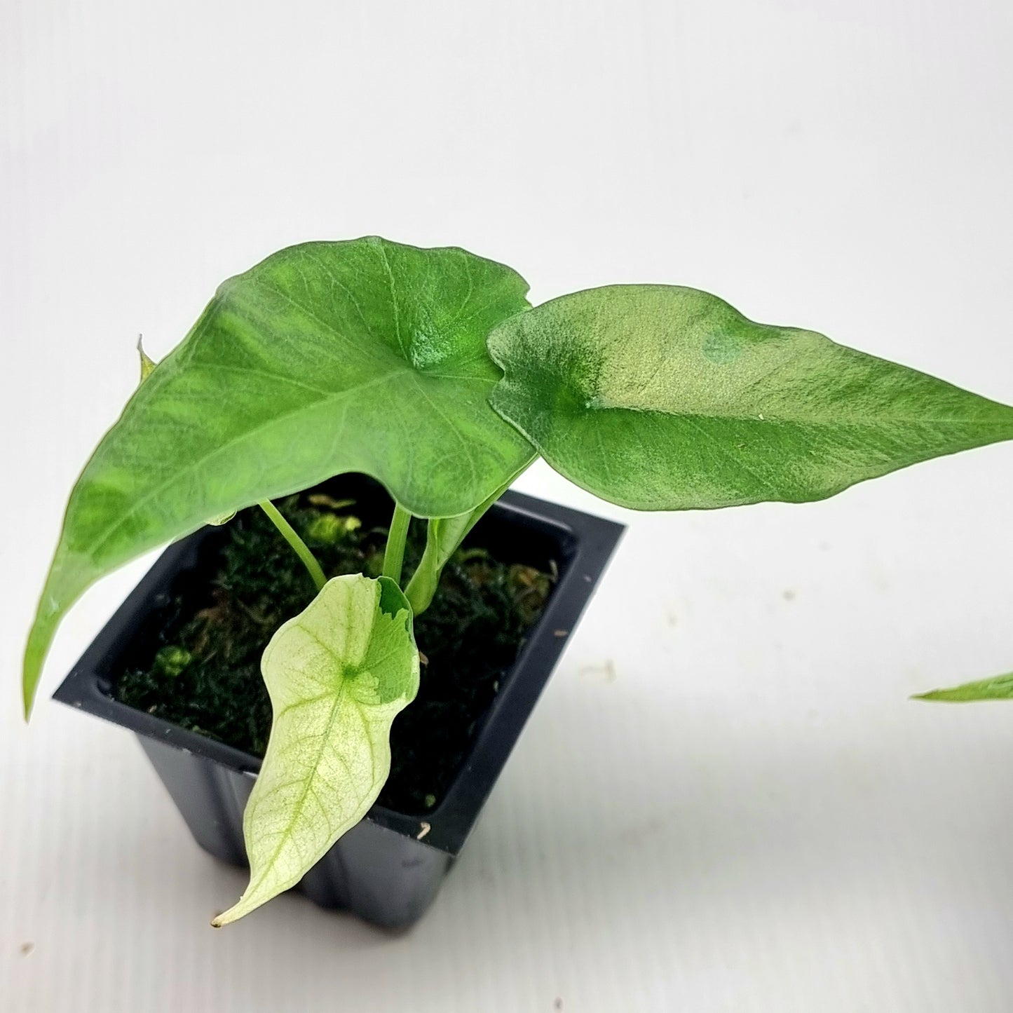 Alocasia Simpo Albo LOW Variegated/Reverted