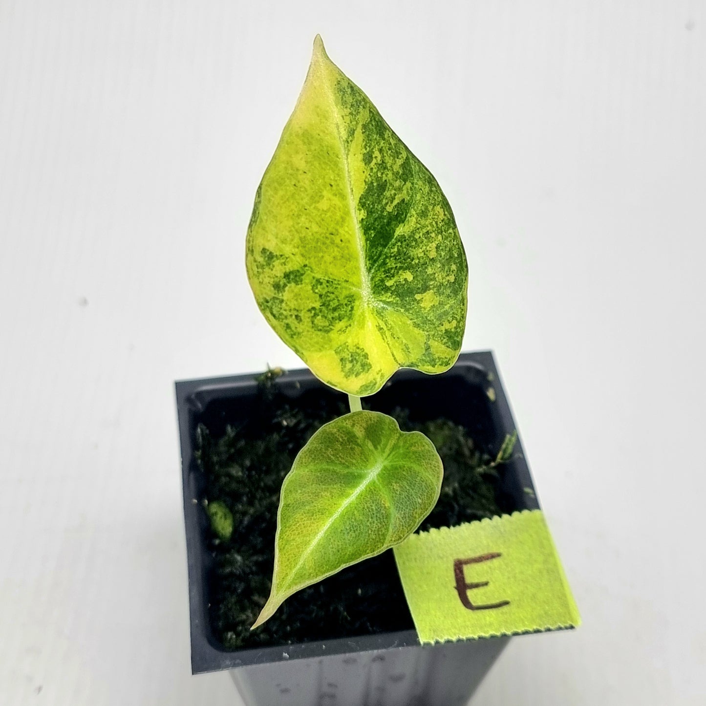 Alocasia Black Velvet Gold Variegated