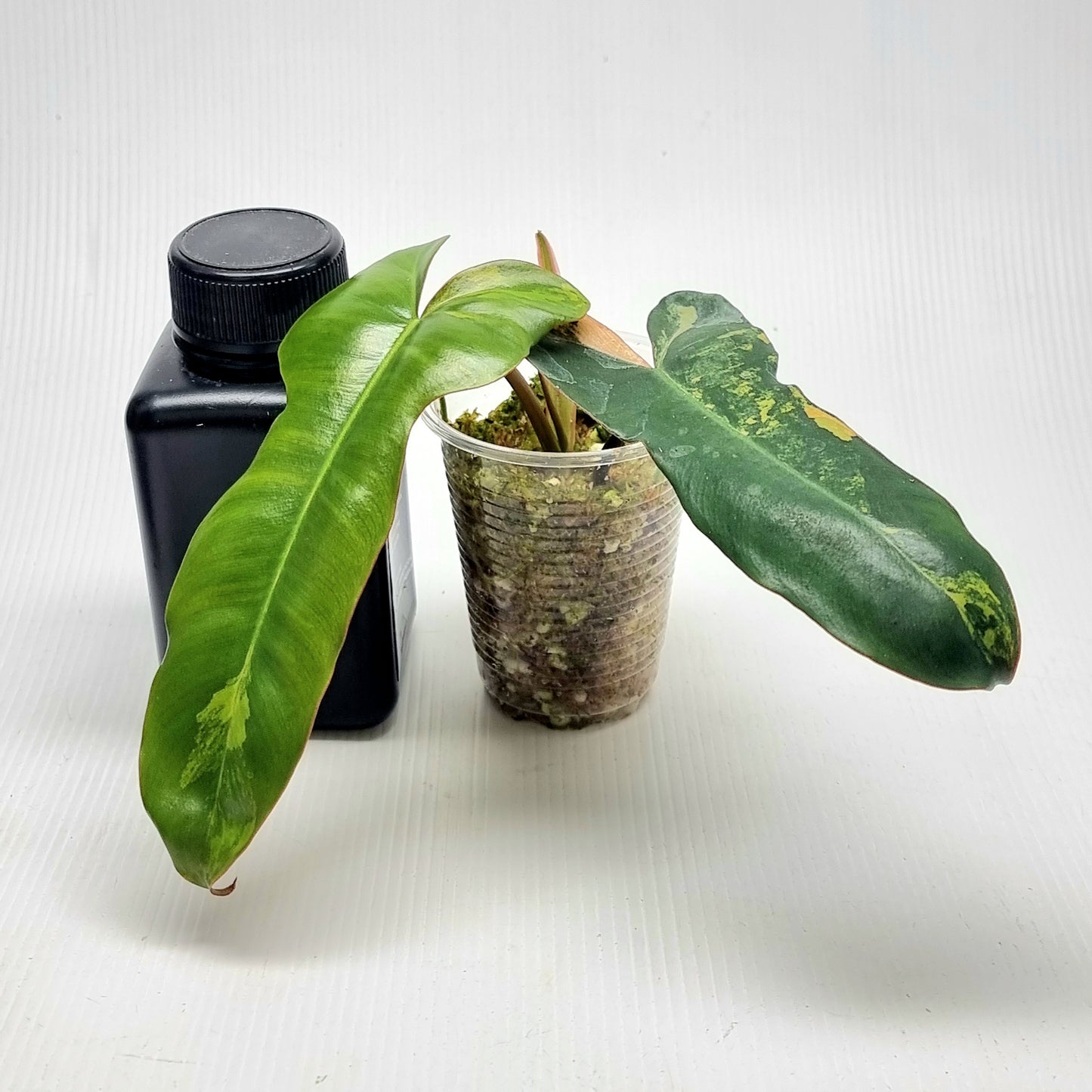 Philodendron Brown Beauty (FB x Black billie)