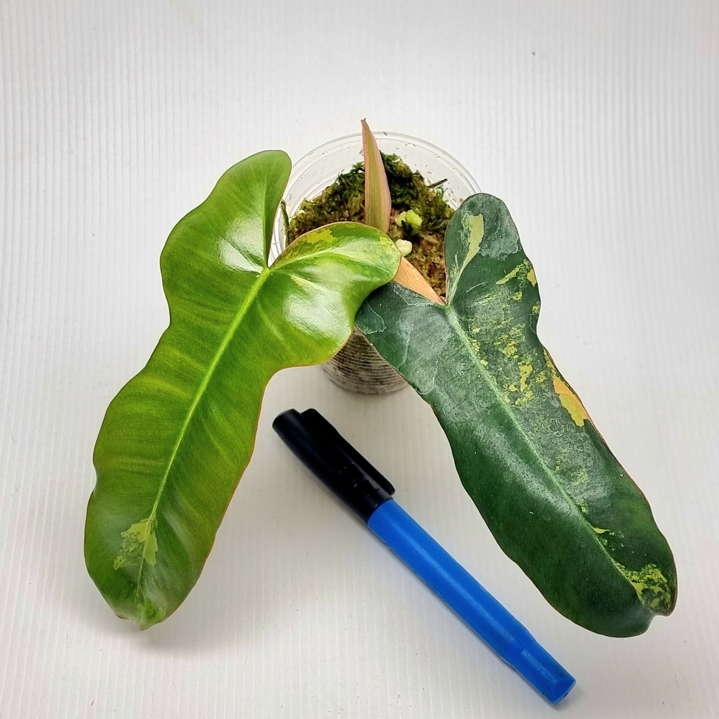 Philodendron Brown Beauty (FB x Black billie)