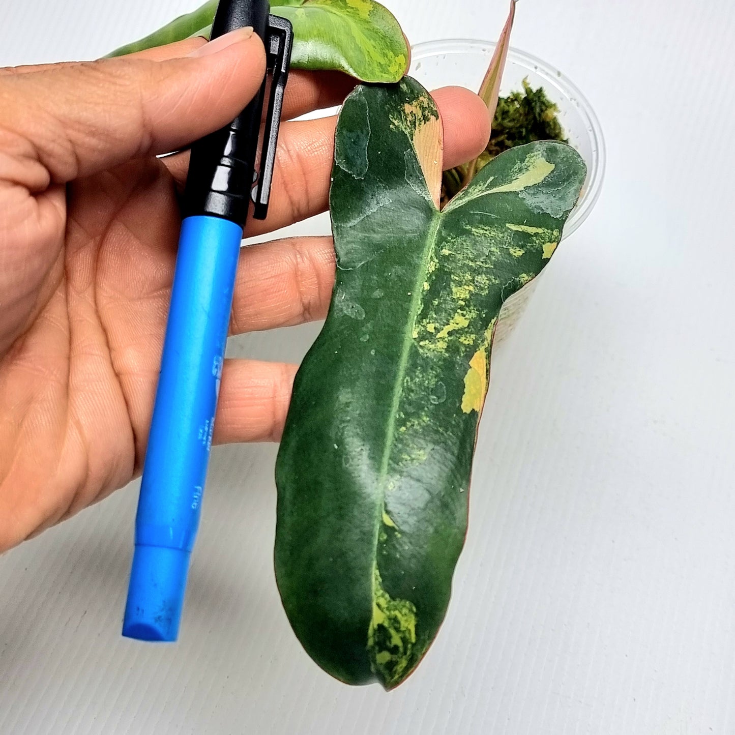Philodendron Brown Beauty (FB x Black billie)