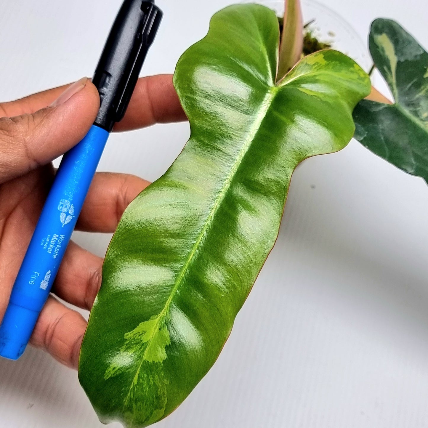 Philodendron Brown Beauty (FB x Black billie)